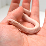 Load image into Gallery viewer, 2024 Female Super Yeti Western Hognose (Heterodon nasicus)