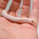 Load image into Gallery viewer, 2024 Female Super Yeti Western Hognose (Heterodon nasicus)