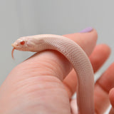 Load image into Gallery viewer, 2024 Female Super Yeti Western Hognose (Heterodon nasicus)