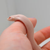 Load image into Gallery viewer, 2024 Female Super Yeti Western Hognose (Heterodon nasicus)