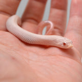 Load image into Gallery viewer, 2024 Female Super Yeti Western Hognose (Heterodon nasicus)