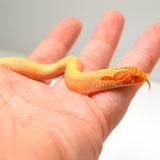 Load image into Gallery viewer, 2024 Male Albino Super Conda Western Hognose (Heterodon nasicus)