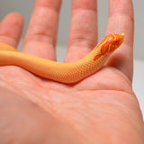 Load image into Gallery viewer, 2024 Male Albino Super Conda Western Hognose (Heterodon nasicus)