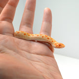 Load image into Gallery viewer, 2024 Male Albino Conda het Snow Western Hognose (Heterodon nasicus)