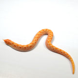 Load image into Gallery viewer, 2024 Male Albino Conda het Snow Western Hognose (Heterodon nasicus)