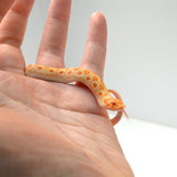 Load image into Gallery viewer, 2024 Male Albino Conda het Snow Western Hognose (Heterodon nasicus)