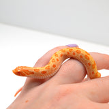 Load image into Gallery viewer, 2024 Male Albino Conda het Snow Western Hognose (Heterodon nasicus)