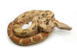 Load image into Gallery viewer, Male VPI Hypo Jungle 66% Posiible het. Blood