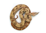 Load image into Gallery viewer, Male VPI Hypo Jungle 66% Posiible het. Blood