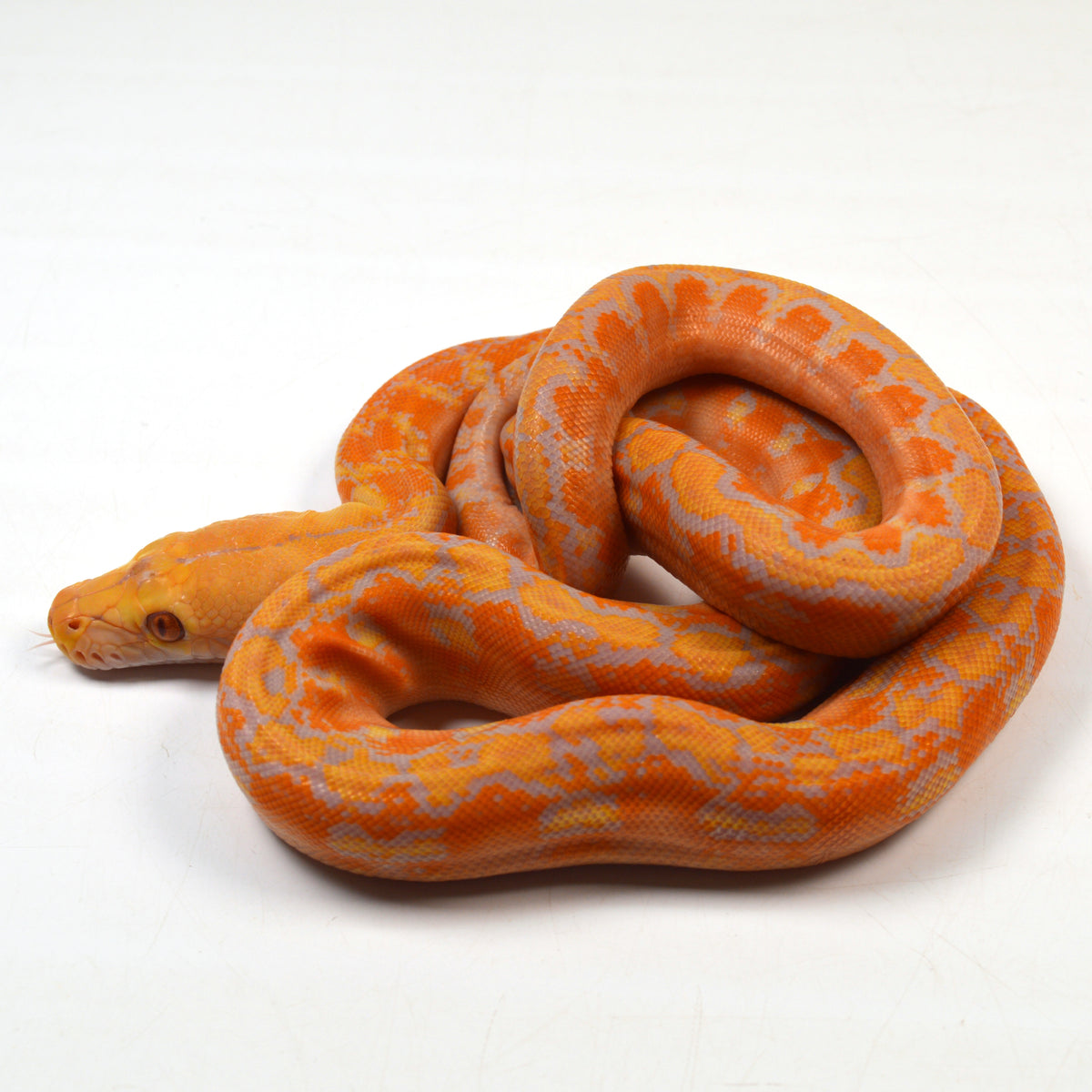 Tiger Phase Reticulated Python Lavender Albino Tiger Reticulated Python Reticulated Pythons