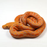 Load image into Gallery viewer, &quot;Clementine&quot; 2024 CBB Female Citrus Albino Lavender Phantom Reticulated Python