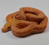 Load image into Gallery viewer, &quot;Clementine&quot; 2024 CBB Female Citrus Albino Lavender Phantom Reticulated Python