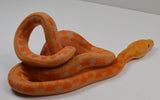 Load image into Gallery viewer, &quot;Clementine&quot; 2024 CBB Female Citrus Albino Lavender Phantom Reticulated Python