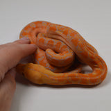 Load image into Gallery viewer, &quot;Clementine&quot; 2024 CBB Female Citrus Albino Lavender Phantom Reticulated Python