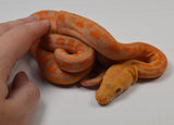 Load image into Gallery viewer, &quot;Clementine&quot; 2024 Female Citrus Lavender Albino Phantom Reticulated Python