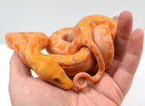 Load image into Gallery viewer, 2024 CBB Female Citrus Albino Lavender Phantom Reticulated Python