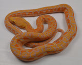 Load image into Gallery viewer, 2024 Female Citrus Albino Lavender Phantom Reticulated Python