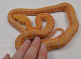 Load image into Gallery viewer, 2024 CBB Female Citrus Albino Lavender Phantom Reticulated Python