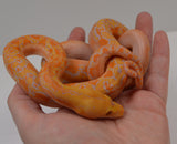 Load image into Gallery viewer, 2024 CBB Female Citrus Albino Lavender Phantom Reticulated Python