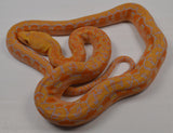 Load image into Gallery viewer, 2024 CBB Female Citrus Albino Lavender Phantom Reticulated Python