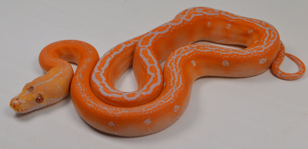 2024 CBB Male White Citrus Albino Golden Child Tiger Phantom Reticulat ...