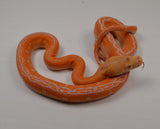 Load image into Gallery viewer, 2024 CBB Male White Citrus Albino Golden Child Tiger Phantom Reticulated Python