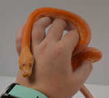 Load image into Gallery viewer, 2024 CBB Male White Citrus Albino Golden Child Tiger Phantom Reticulated Python