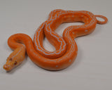 Load image into Gallery viewer, 2024 CBB Male White Citrus Albino Golden Child Tiger Phantom Reticulated Python