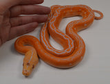 Load image into Gallery viewer, 2024 CBB Male White Citrus Albino Golden Child Tiger Phantom Reticulated Python