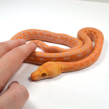 Load image into Gallery viewer, 2024 CBB Male Citrus Albino Lavender Phantom Reticulated Python