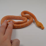 Load image into Gallery viewer, 2024 CBB Male Citrus Albino Lavender Phantom Reticulated Python