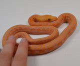 Load image into Gallery viewer, 2024 CBB Male Citrus Albino Lavender Phantom Reticulated Python