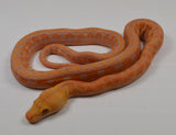 Load image into Gallery viewer, 2024 CBB Male Citrus Albino Lavender Phantom Reticulated Python