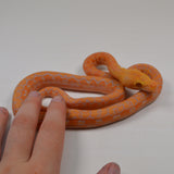 Load image into Gallery viewer, 2024 CBB Male Citrus Albino Lavender Phantom Reticulated Python