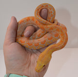 Load image into Gallery viewer, 2024 CBB Male Phantom Citrus Albino Lavender Reticulated Python