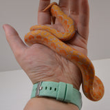 Load image into Gallery viewer, 2024 CBB Male Phantom Citrus Albino Lavender Reticulated Python