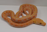 Load image into Gallery viewer, 2024 CBB Male Phantom Citrus Albino Lavender Reticulated Python