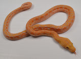 Load image into Gallery viewer, 2024 CBB Male Phantom Citrus Albino Lavender Reticulated Python