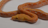 Load image into Gallery viewer, 2024 CBB Male Phantom Citrus Albino Lavender Reticulated Python