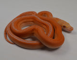 Load image into Gallery viewer, 2024 CBB Male White Citrus Golden Child Tiger Reticulated Python