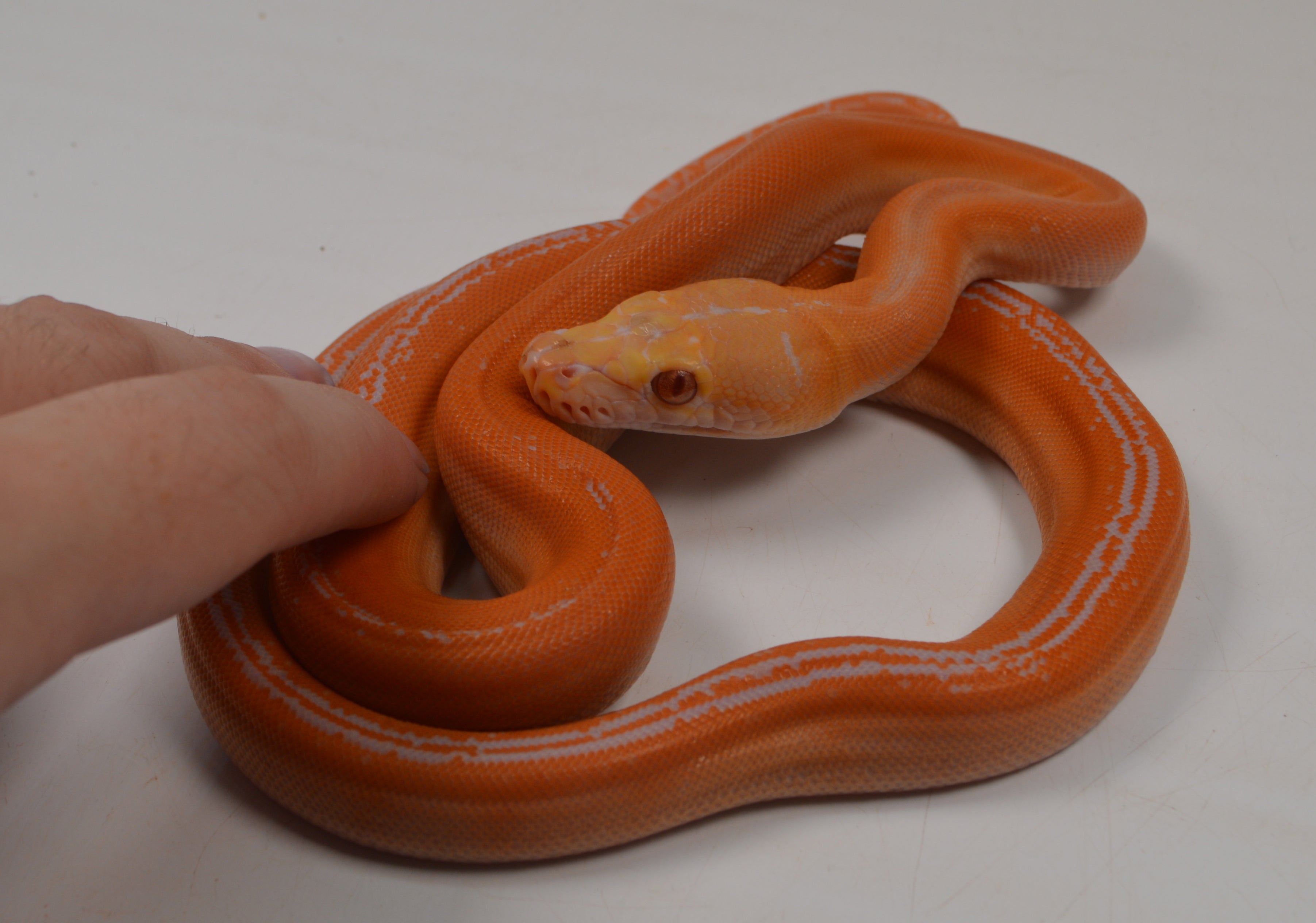Albino Golden Child Reticulated Python Albino Super Tigre Python Reticulado