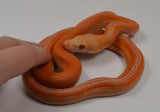 Load image into Gallery viewer, 2024 CBB Male White Citrus Golden Child Tiger Reticulated Python