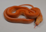 Load image into Gallery viewer, 2024 CBB Male White Citrus Golden Child Tiger Reticulated Python