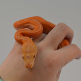 Load image into Gallery viewer, 2024 CBB Male White Citrus Golden Child Tiger Reticulated Python