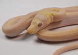 Load image into Gallery viewer, &quot;Bessie&quot; 2024 CBB Female Purple Albino Cow Poss Marble Motley Reticulated Python