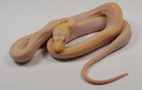 Load image into Gallery viewer, &quot;Bessie&quot; 2024 Female Purple Albino Cow Poss Marble Motley Reticulated Python *Free Shipping*