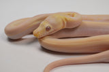 Load image into Gallery viewer, &quot;Bessie&quot; 2024 CBB Female Purple Albino Cow Poss Marble Motley Reticulated Python