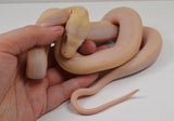 Load image into Gallery viewer, &quot;Bessie&quot; 2024 CBB Female Purple Albino Cow Poss Marble Motley Reticulated Python