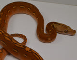 Load image into Gallery viewer, 2024 Female Marble Orange Ghost Stripe Het Purple Albino Reticulated Python