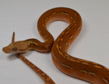 Load image into Gallery viewer, 2024 Female Marble Orange Ghost Stripe Het Purple Albino Reticulated Python